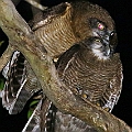Rufous Owls in Les Davies Park in Cairns アカチャアオバズク<br />Canon EOS 6D + EF300 F2.8L III + EF1.4xII + SPEEDLITE 580EXII + Better Beamer